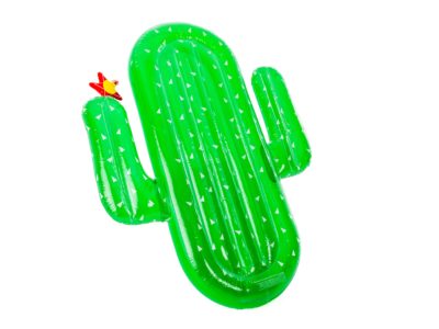 15504537Kid Cactus